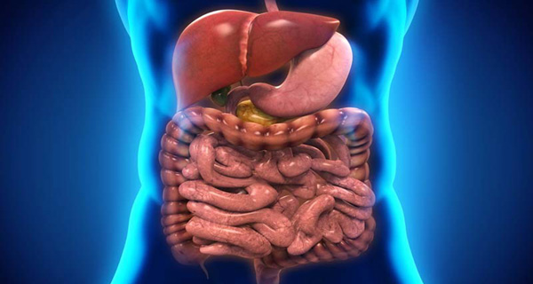 Digestive System