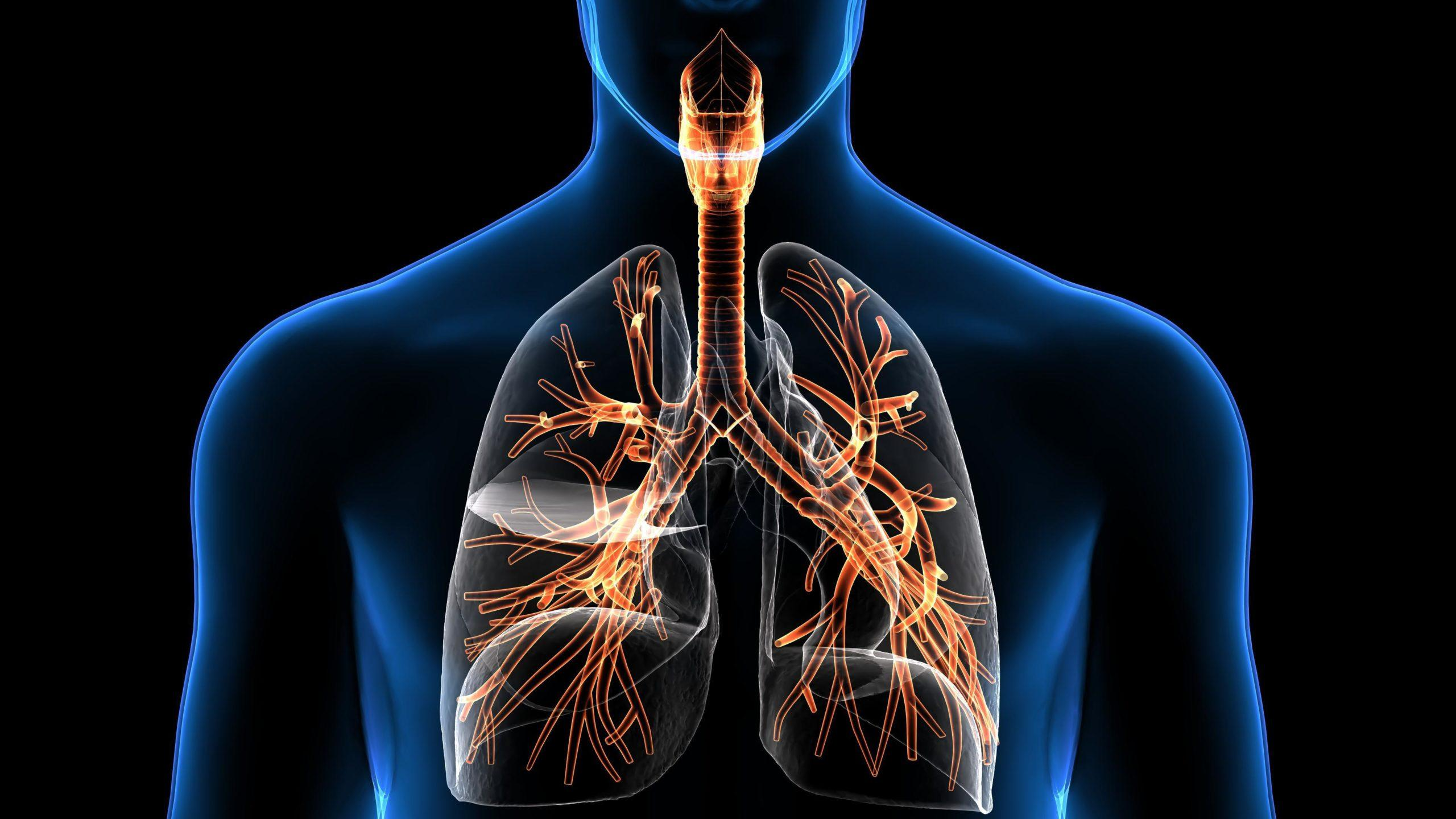 Respiratory System